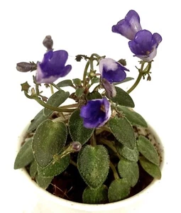 African Violet 'Teeny Popper' (Micro Trailer) - Tiny!--TWO LEAVES - Picture 1 of 1