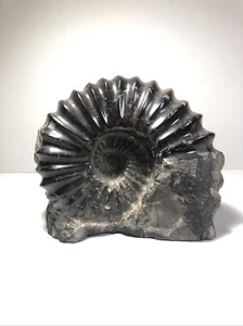 Mexiko Fossil grau/graphit Farbe Ammonit Romaniceras mexicanum Kreidezeit - Bild 1 von 22