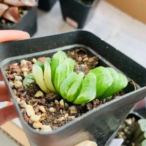 5 cm 1/3/10 piezas nueva venta al por mayor Haworthia truncata variada aleatoria - Imagen 1 de 5