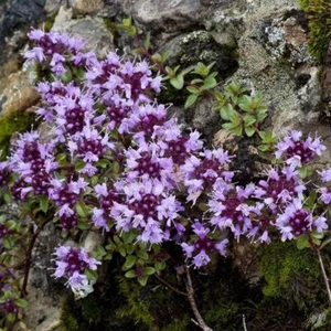 100 Creeping Thyme Seeds Thymus Serpyllum Thyme Seed Organic - Picture 1 of 12