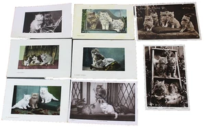 8 Vintage Old Real Photograph Postcards Cats Kittens Job Lot RP Wildt & Kray - Picture 1 of 1