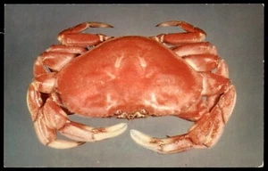 San Francisco Pacific Essbare Krabbe Krebs Magister Kalifornien CA UNP Postkarte - Bild 1 von 3