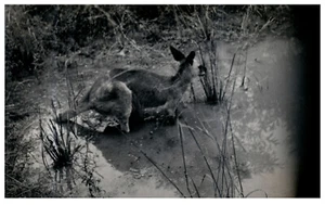 2 Photos Kangaroo Black and White Vintage Photo 3.5" x 5.5" In the Wild - Picture 1 of 5
