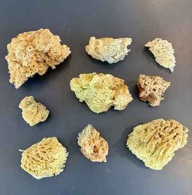 Paquete de 9 esponjas de mar naturales para pintura de artista | Juego de herramientas de arte único sin blanquear Foto 1 de 4