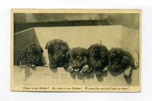 5 adorables cachorros negros esponjosos en caja marcados "The Food" 1920 postal - Imagen 1 de 3