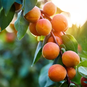 Apricot, 1 X Skaha, large blush, Scion cutting, Cuttings for grafting, 17cm - Picture 1 of 2