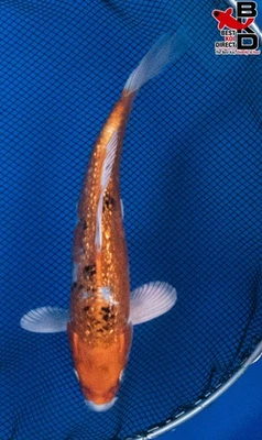 Estanque de jardín de peces koi vivos 9" GIN RIN YAMATO NISHIKI 11/4 Foto 1 de 4