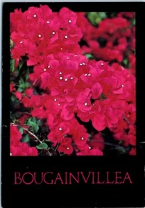 Fiori colorati del convento bouganvillea trovata nel Texas meridionale cartolina - Foto 1 di 2