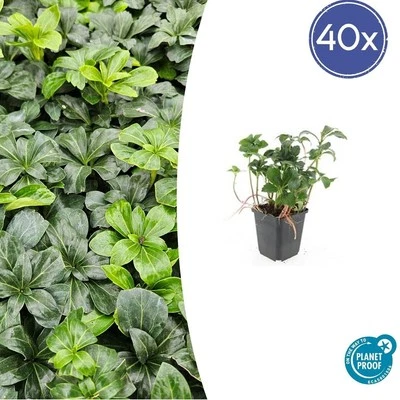 Pianta di copertura del suolo 40 o 60 - Pachysandra terminalis 'Green... - Immagine 1 di 4