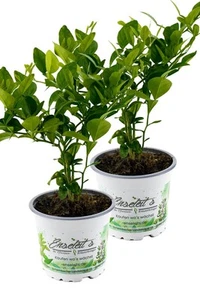 2er Set Kaffir Limette - Kaffernlimette - Bild 1 von 3