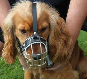 Nuevo bozal de perro canasta de alambre de invierno de metal FUERTE PARA COCKER SPANIEL - Imagen 1 de 5