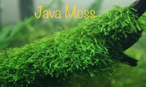 *BUY 2 GET 1 FREE* Java Moss Vesicularia Dubyana Easy Live Aquarium Plants ✅ - Picture 1 of 5