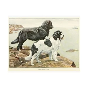 NEWFOUNDLAND DOGS Vintage Dog Art Print Matte Wall Decor, Animal Lovers' Gift - Picture 1 of 6