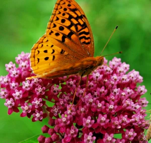 500 SWAMP MILKWEED Seeds (Asclepias incarnata) Perennial Butterfly Garden Flower - Picture 1 of 3