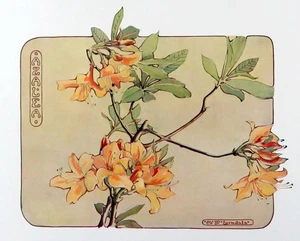 Vintage Floral Print, Azalea, Keramic Studio 1910 botanical art 13x10 - Picture 1 of 3