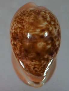 CYPRAEA ACHATIDEA ACHATIDEA HARD TO GET - Photo 1/2
