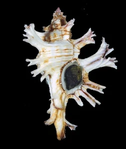 MUREX PALMAROSAE WHITE RARE - Picture 1 of 2