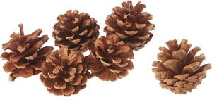 Conos de abeto naturales, 6 piezas, Ø 5-6 cm, decoración natural de Navidad - Imagen 1 de 1