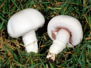 Agaricus campestris Grano Micelio Seco 10 g o 30 g Champiñón Jardín 252 - Imagen 1 de 8