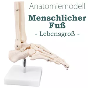 Menschlicher Fuß Fus Anatomie Lehrmodell Knochenmodell von MedMod - Bild 1 von 6