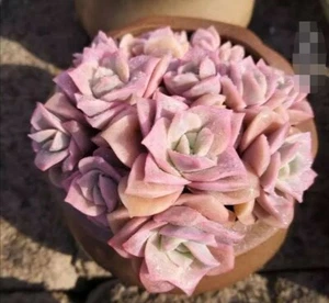 Lovely Rose *Cutting* 🏵️ 3cm diameter 🏵️limited one buy - Picture 1 of 7
