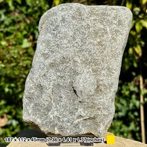 Jurassic Crinoid Star Slab Fossil on Stand - Charmouth, UK - Authentic with COA - Picture 1 of 5