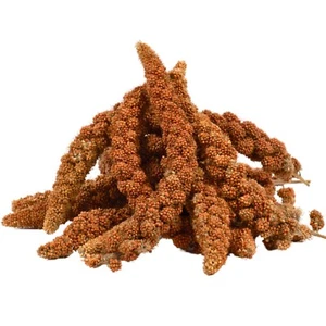 2 kg Kolbenhirse rot Vogelfutter Sittiche Kanarienvögel Vögel Hirse Lyra Pet® - Bild 1 von 7