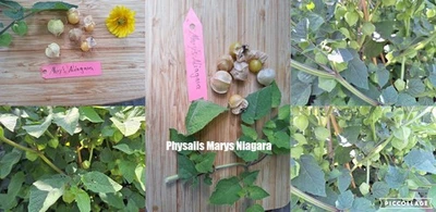 Physalis Sorte: Marys Niagara - Bild 1 von 4