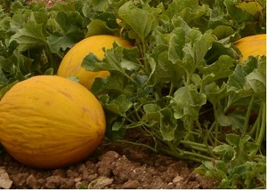Amarillo Oro Melone 25 - 100 - 200 Samen Winter Kanarienmelone Gelbgold - Bild 1 von 4