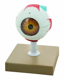 Eisco Labs Modello Occhio Umano, 3X Ingrandito - 7 Parti - Foto 1 di 4