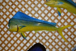 Mahi-Mahi 60" Half Mount - Picture 1 of 2