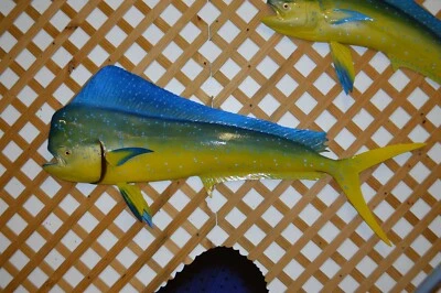 Meia montagem Mahi-Mahi 60" - Imagem 1 de 2