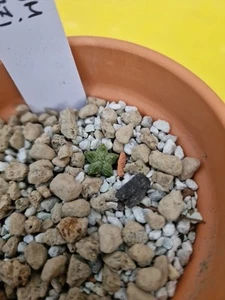 Aztekium Valdezii Own Roots Plants Cactus aztekium copiapoa Ariocarpus - Imagen 1 de 3