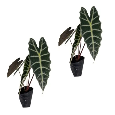 Alocasia Amazonica (2pack)  by LEAL PLANTS ECUADOR | Elephant ear Plants - Image 1 of 4