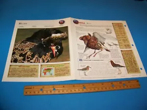 Ruff Foto / Pagina Informazioni Esploratore Fauna Selvatica 1998 - Foto 1 di 3