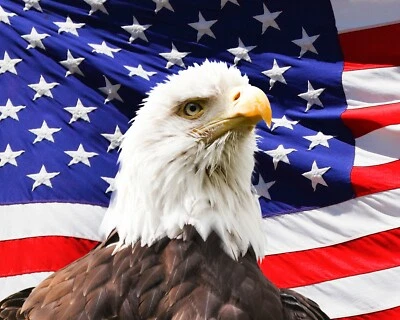 MY PAINT BY NUMBERS USA - DIY Paint by Number Kit Acrylic Painting Home Decor - American Eagle