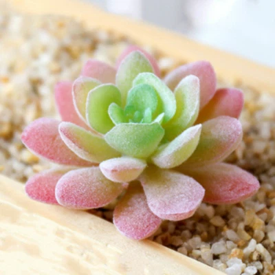 Mini Suculentas Artificiales Planta Falso Cactus Hogar Jardín Hágalo Usted Mismo Decoración Floral Foto 1 de 4