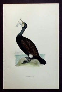 CORMORANT, original antique ornithological print, bird, MORRIS, 1897 - Picture 1 of 2
