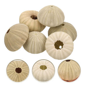  6 Pcs Sea Urchin Shell Decoration Air Plants Shells Aquarium Natural