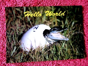 HATCHING CROCODDILE DARWIN CROCODILE FARM N.T.  COLOUR  POSTCARD [214] - Bild 1 von 2