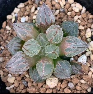 Haworthia Ice hybrid nice Succulent plant - Picture 1 of 5