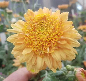 Stoakes Sandrift Chrysanthemum x 1 Plant - Perennial Cut Flowers Cottage - Picture 1 of 6