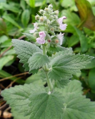 Catnip Seeds (Nepeta cataria) - Image 1 of 2
