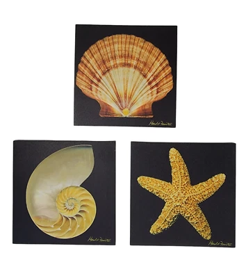 3pc Set Canvas Wall Art Prints Picture Nautilus Seashell Starfish Black Ocean - Image 1 of 4