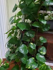 Potted Epipremnum (Devil's Ivy) Money Plant (2.5
