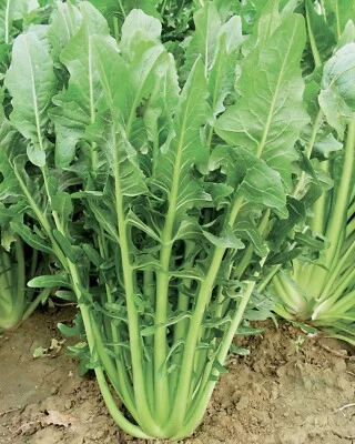 1000 SEMI DI CICORIA CATALOGNA GIGANTE DI CHIOGGIA - SEMENTI ORTO -INSALATA  - Immagine 1 di 4
