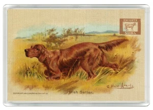 IRISH SETTER DOG ART PRINT NOVELTY ACRYLIC FRIDGE MAGNET GREAT GIFT - Foto 1 di 1
