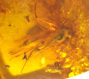 Female Ichneumon Wasp with Throscid Beetle in Baltic Amber Fossil Gemstone - Picture 1 of 11