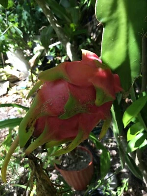 2VIETNAM DRAGON FRUIT CUTTINGS 8 TO 12 OR MORE INCHES LONG+ 1 FREE 4 INCH EXTRA - Image 1 of 4