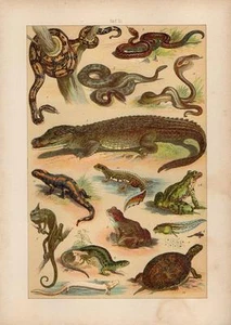 1891 HAUFE CHROMO rattlesnake, cobra, crocodile, tortoise, frog, toad, chameleon - Picture 1 of 3